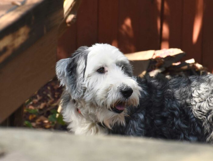 Sheepadoodle is outside Sheepadoodle is outside