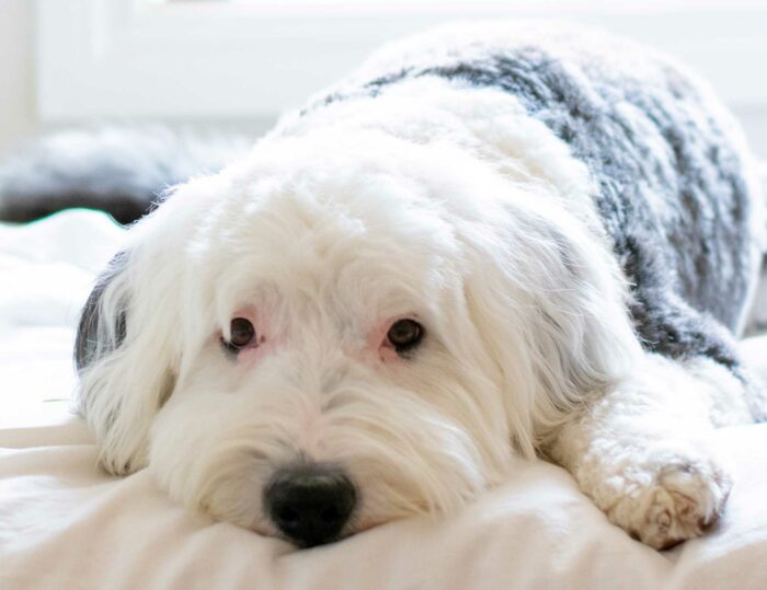 Sheepadoodle is lying down on the light bed Sheepadoodle is lying down on the light bed