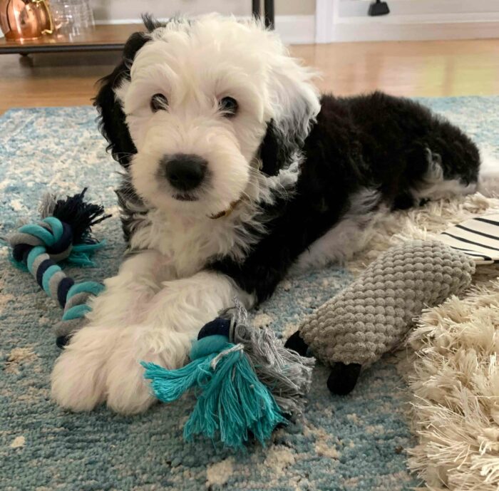 Sheepadoodle lying down on the carpet with a toy Sheepadoodle lying down on the carpet with a toy