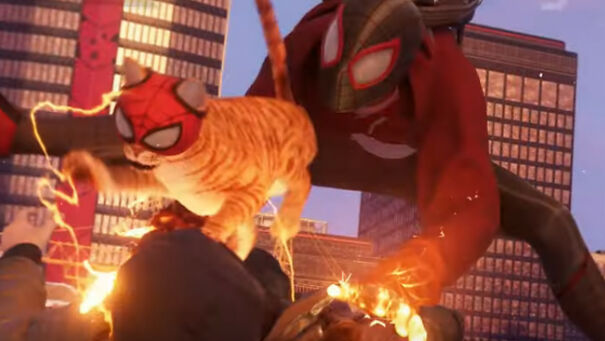 Spider-Cat-in-Action-Featured.jpg