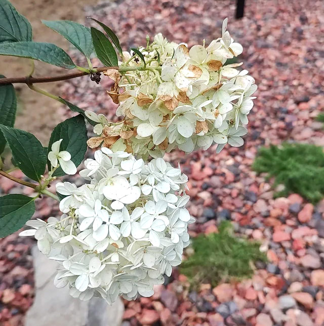 Withered Strawberry Vanilla Hydrangea flowers showing browning and decline against a garden background with rocks and grass. Withered Strawberry Vanilla Hydrangea flowers showing browning and decline against a garden background with rocks and grass.
