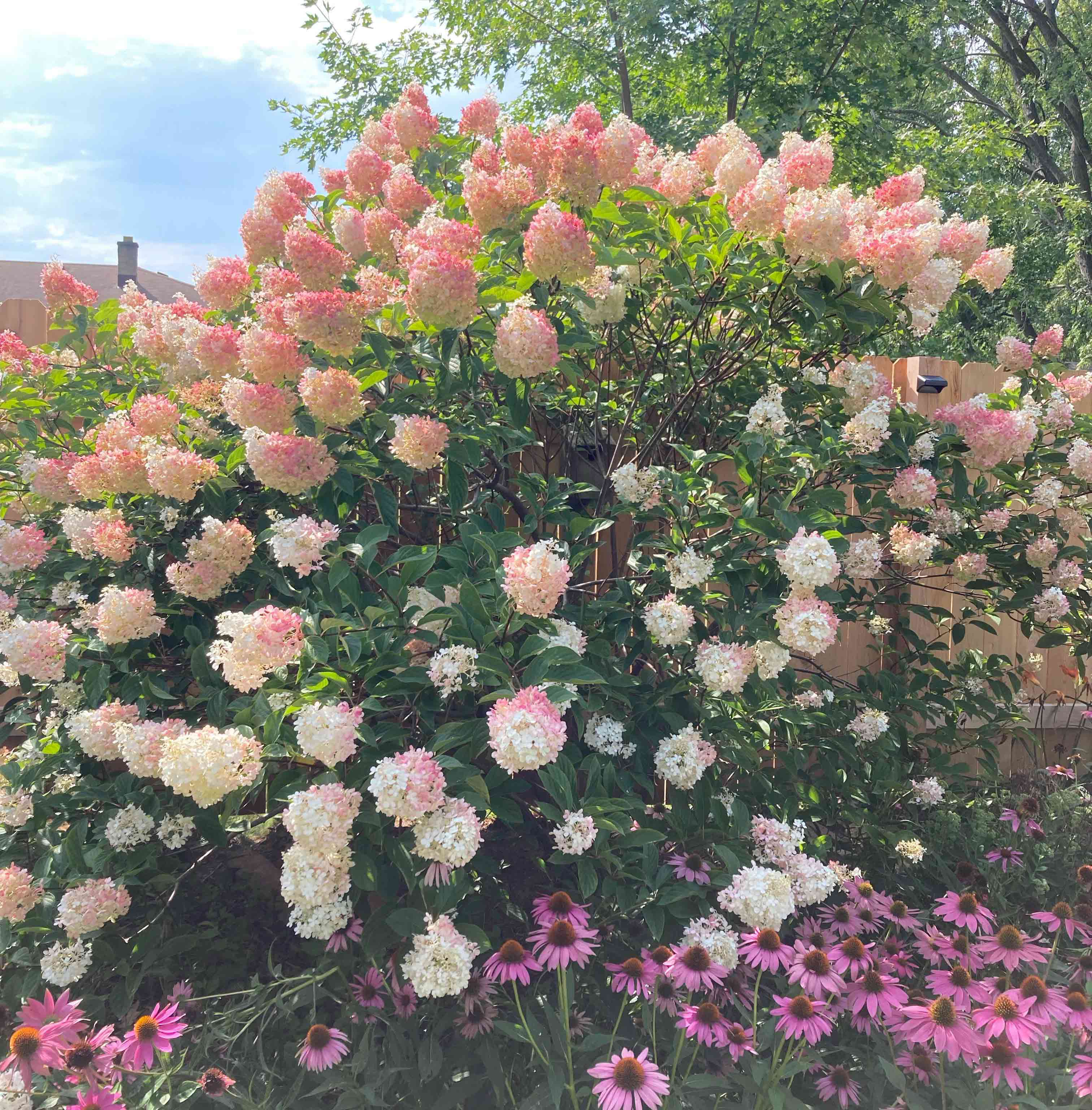 Vanilla strawberry hydrangea bush with pink and white blooms in bright sunlight surrounded by purple coneflowers. Vanilla strawberry hydrangea bush with pink and white blooms in bright sunlight surrounded by purple coneflowers.