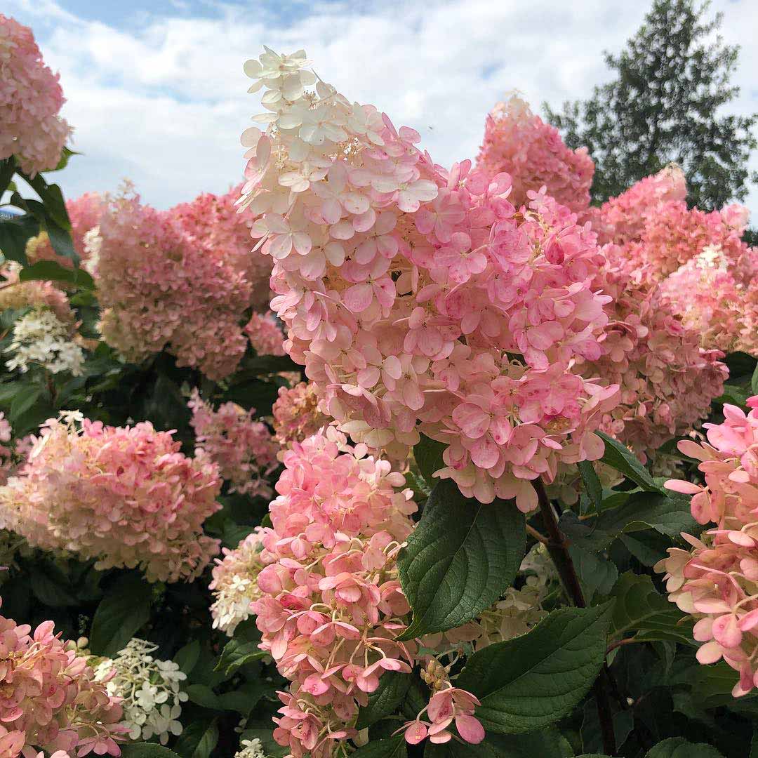 Close-up of strawberry vanilla hydrangea flowers showing delicate pink and white petals in a garden setting. Close-up of strawberry vanilla hydrangea flowers showing delicate pink and white petals in a garden setting.