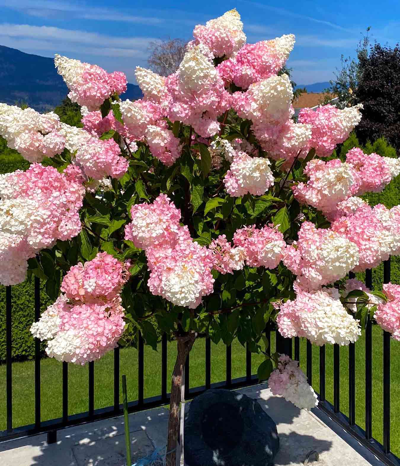Vanilla Strawberry Hydrangea tree with large pink and white blooms growing outdoors near black fence and green lawn. Vanilla Strawberry Hydrangea tree with large pink and white blooms growing outdoors near black fence and green lawn.