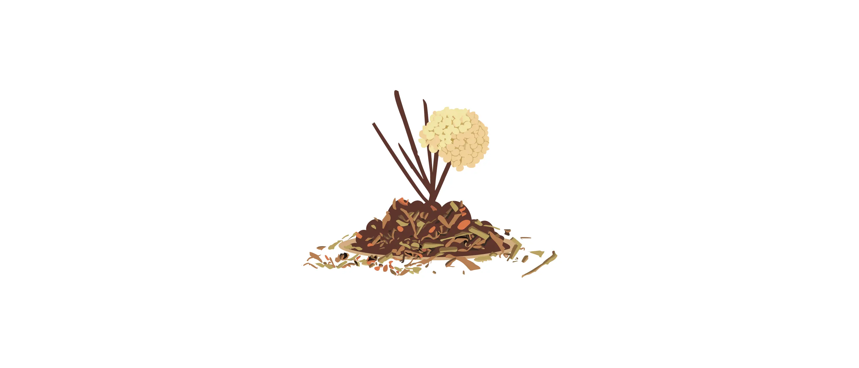 Withered strawberry vanilla hydrangea plant with brown stems and dried leaves in a small mound of soil. Withered strawberry vanilla hydrangea plant with brown stems and dried leaves in a small mound of soil.