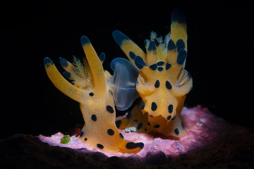 1st Place In Nudibranchs: "After The Wedding" By Peter Pogany