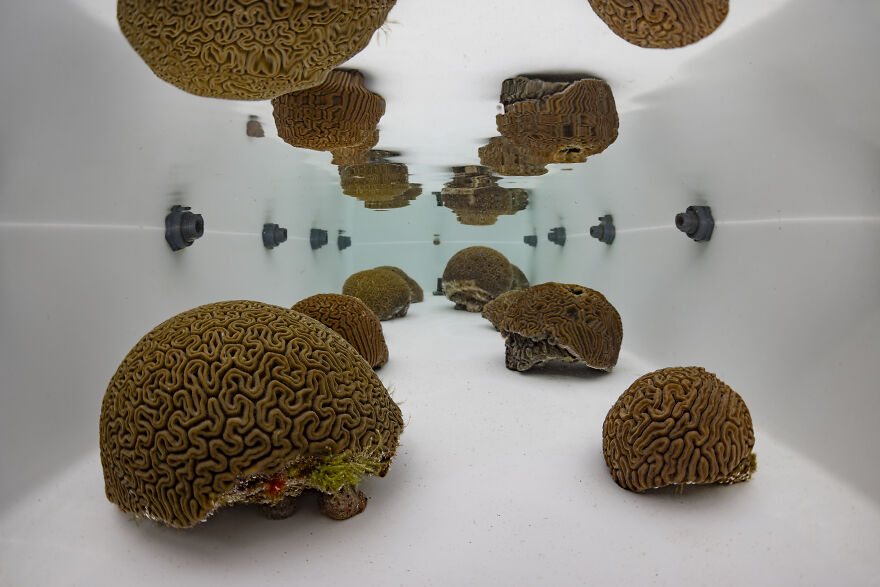 Honorable Mention In Underwater Conservation: "Brainception" By Dan Mele