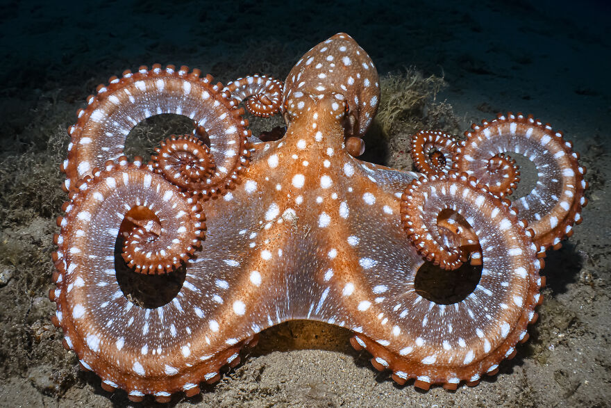 2nd Place In Portrait: "Octopus Macropus, Polpessa" By Alessandro Raho