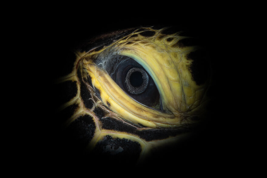 Honorable Mention In Macro Category: "Eye See You" By Keith Mash