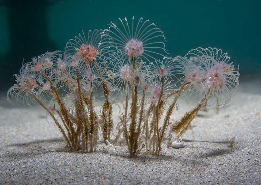 1st Place In Compact Macro: "Underwater Fireworks" By Imogen Manins
