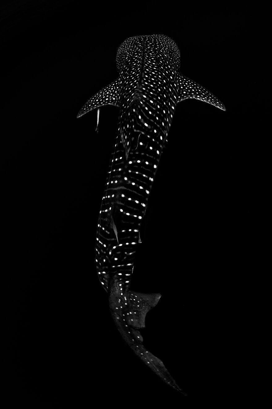 4th Place In Black & White: "Shark Constellation" By Enrico Pompei