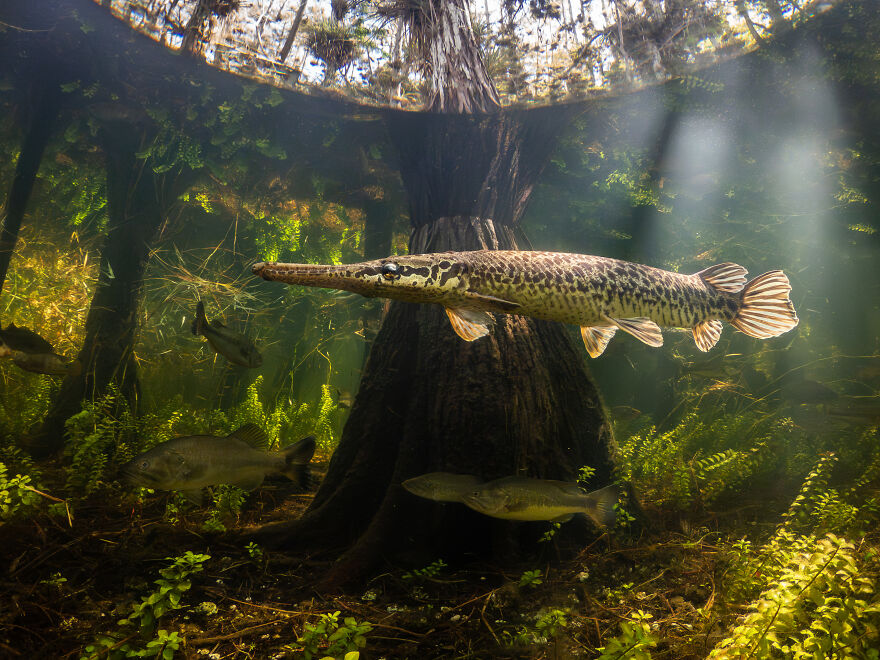 1st Place In Compact Wide Angle: "The Beauty Of The Swamp" By Bryant Turffs