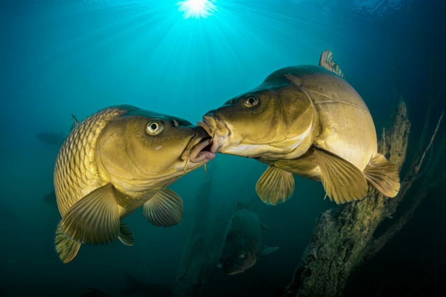Honorable Mention In Coldwater: "Carp Love" By Ferenc Lorincz