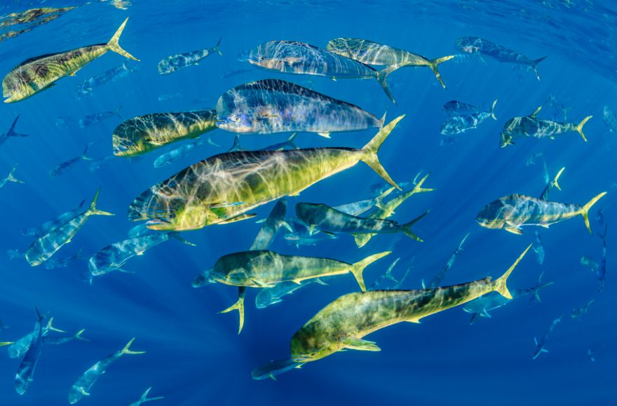 5th Place In Wide-Angle Category: "Mahi-Mahi Bloom" By Fabien Michenet