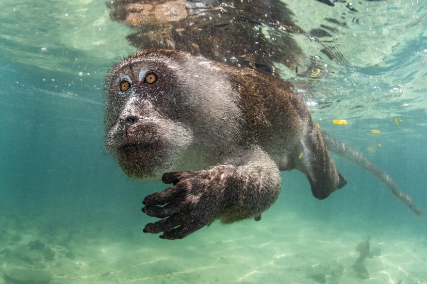 Best In Show And 1st Place In Portrait: "Aquatic Primate" By Suliman Alatiqi
