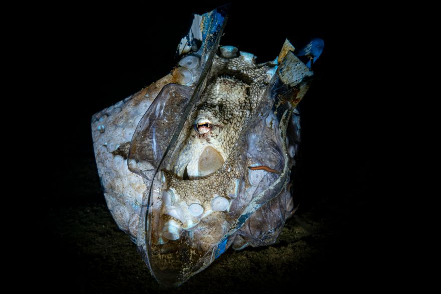 3rd Place In Underwater Conservation: "Plastic Bag" By Andrea Michelutti