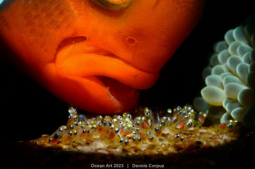 3rd Place In Macro Category: "Clownfish And Its Babies" By Dennis Corpuz