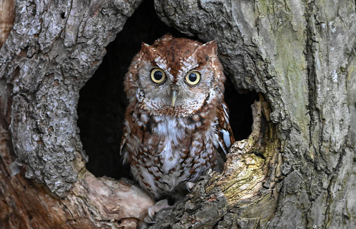 “No Place For An Owl To Be”: Officers Rescue Rogue Owl Hiding Among Home’s Board Games