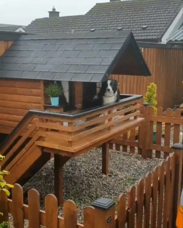 This Is Maya, Her Owner Built Her A Luxury Cabin So That People Passing By Can Say Hello