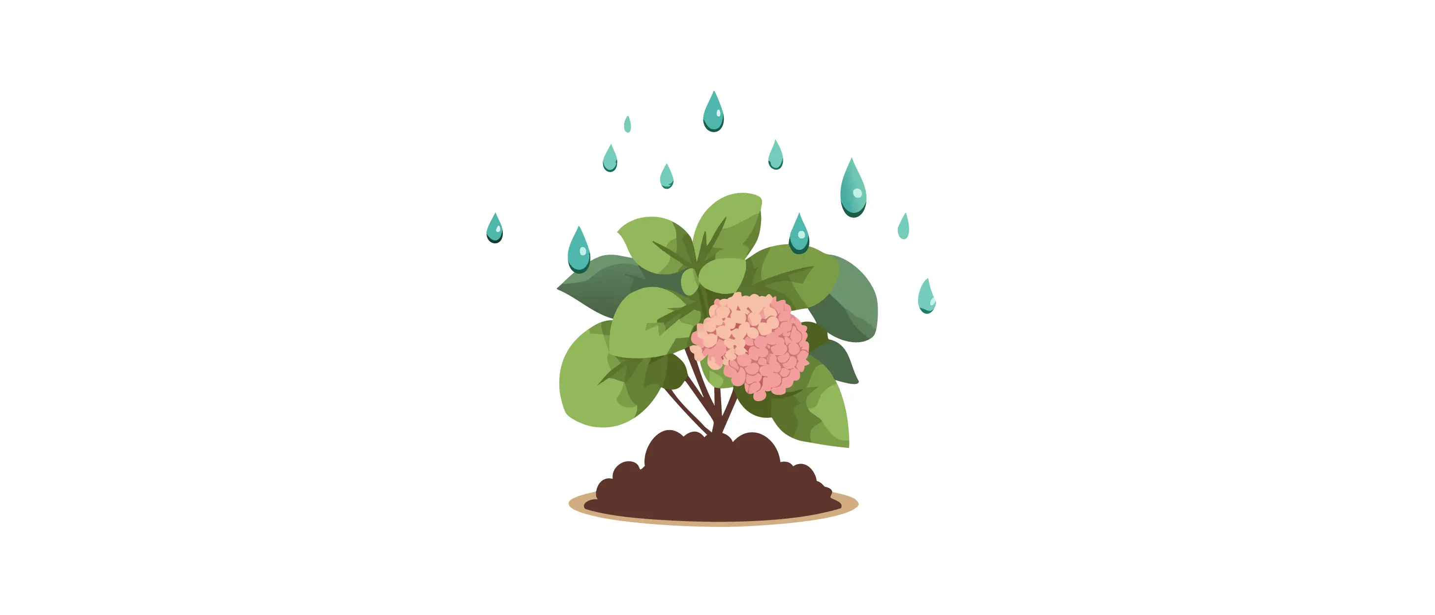 Vanilla Strawberry Hydrangea plant being watered with green leaves and a blooming pink flower in soil. Vanilla Strawberry Hydrangea plant being watered with green leaves and a blooming pink flower in soil.