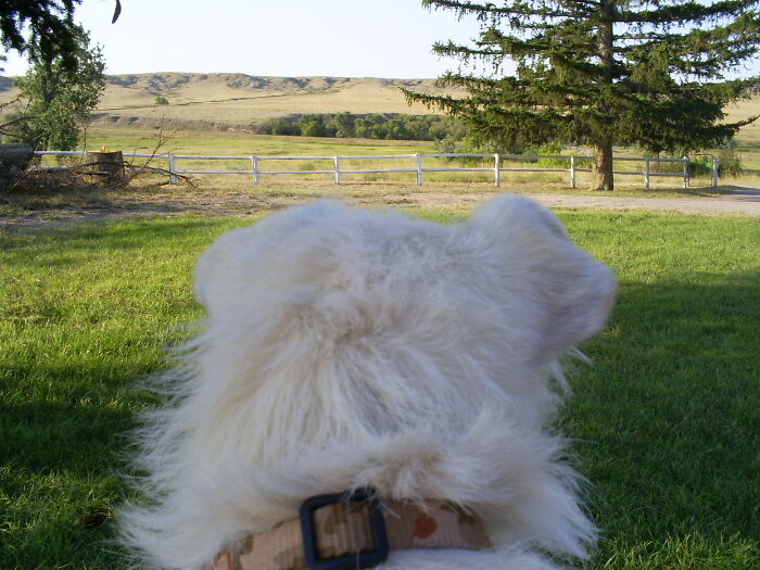 My Dog Annie Surveying My Cousins Ranch In Wyoming