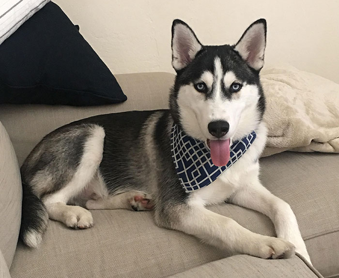 Alaskan Husky relaxing on a couch, wearing a blue patterned bandana, showcasing its striking appearance and features. Alaskan Husky relaxing on a couch, wearing a blue patterned bandana, showcasing its striking appearance and features.