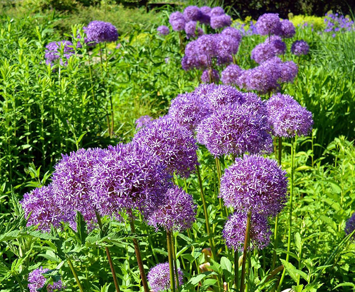 Multiple purple allium flowers 