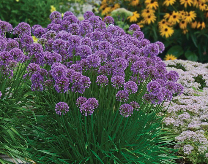 Purple allium flower bush 