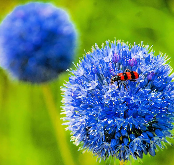 Blue allium blossom and a red and black bug on top of it 