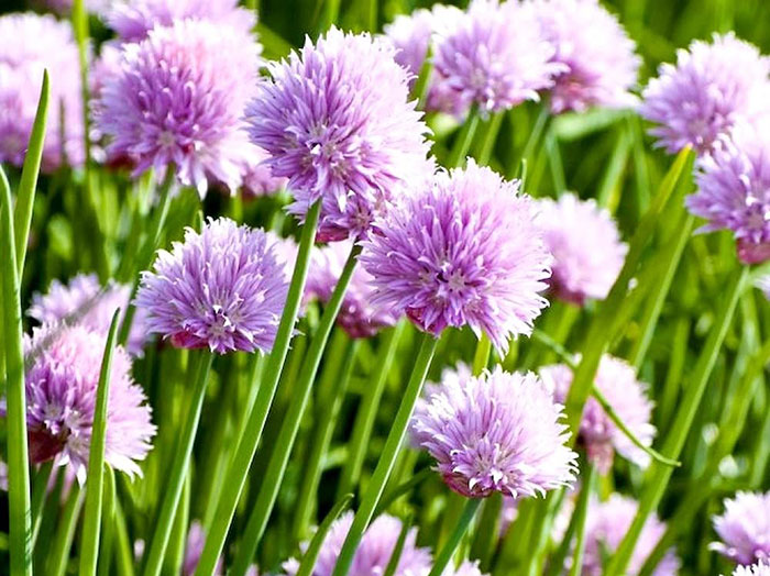 Light purple allium blossoms 