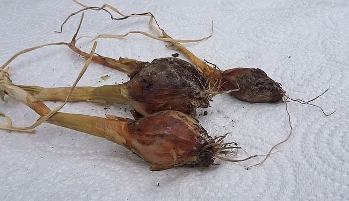 Three Allium Bulbs rotten on a piece of paper