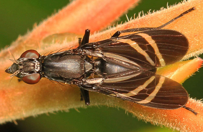 Close-up picture of the black onion fly 