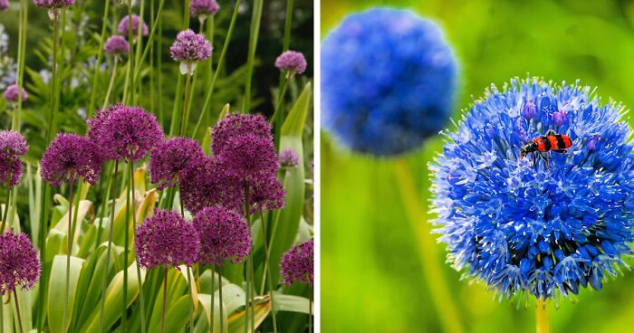 Allium: A Gardener’s Guide To Growing Different Varieties