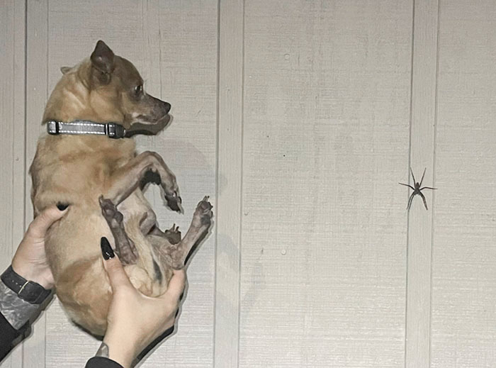 What Kind Of Spider Is That? (Dog For Scale)