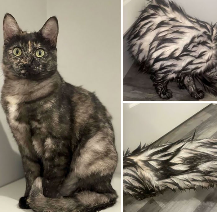 What My Cat Looks Like Normally vs. What She Looks Like Wet (Smoke Tortie)