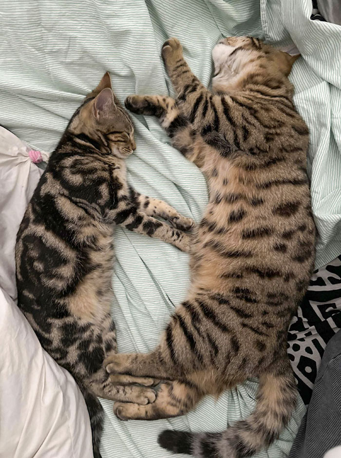 The Size Difference Between Brother And Sister Of The Same Litter
