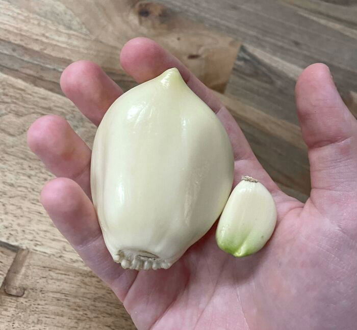 Elephant Garlic vs. Regular Garlic