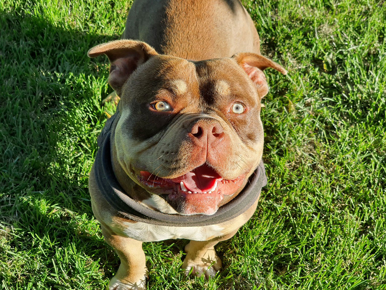 close up view of american bully dog
