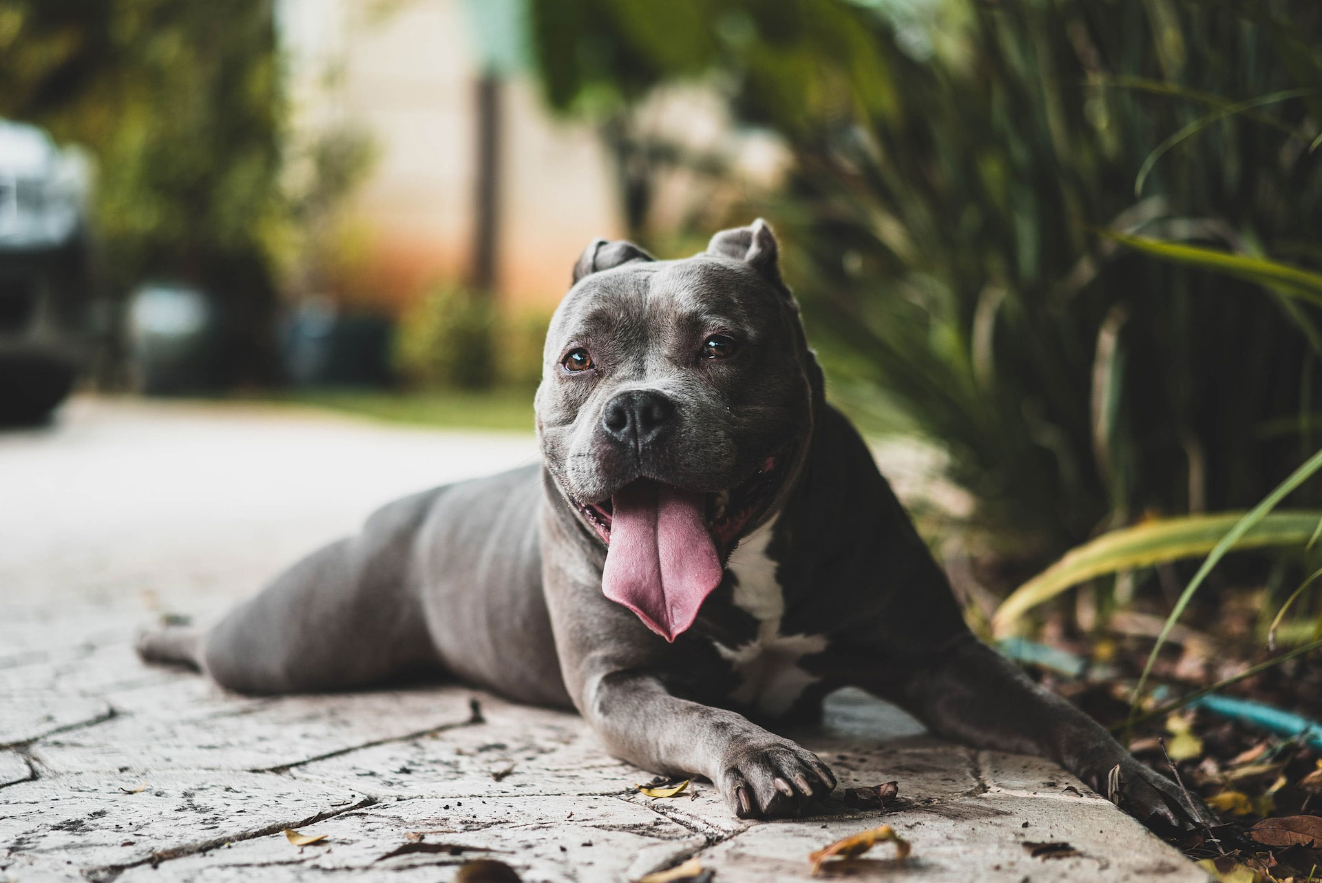 american bully dog lying on the ground near the plants
