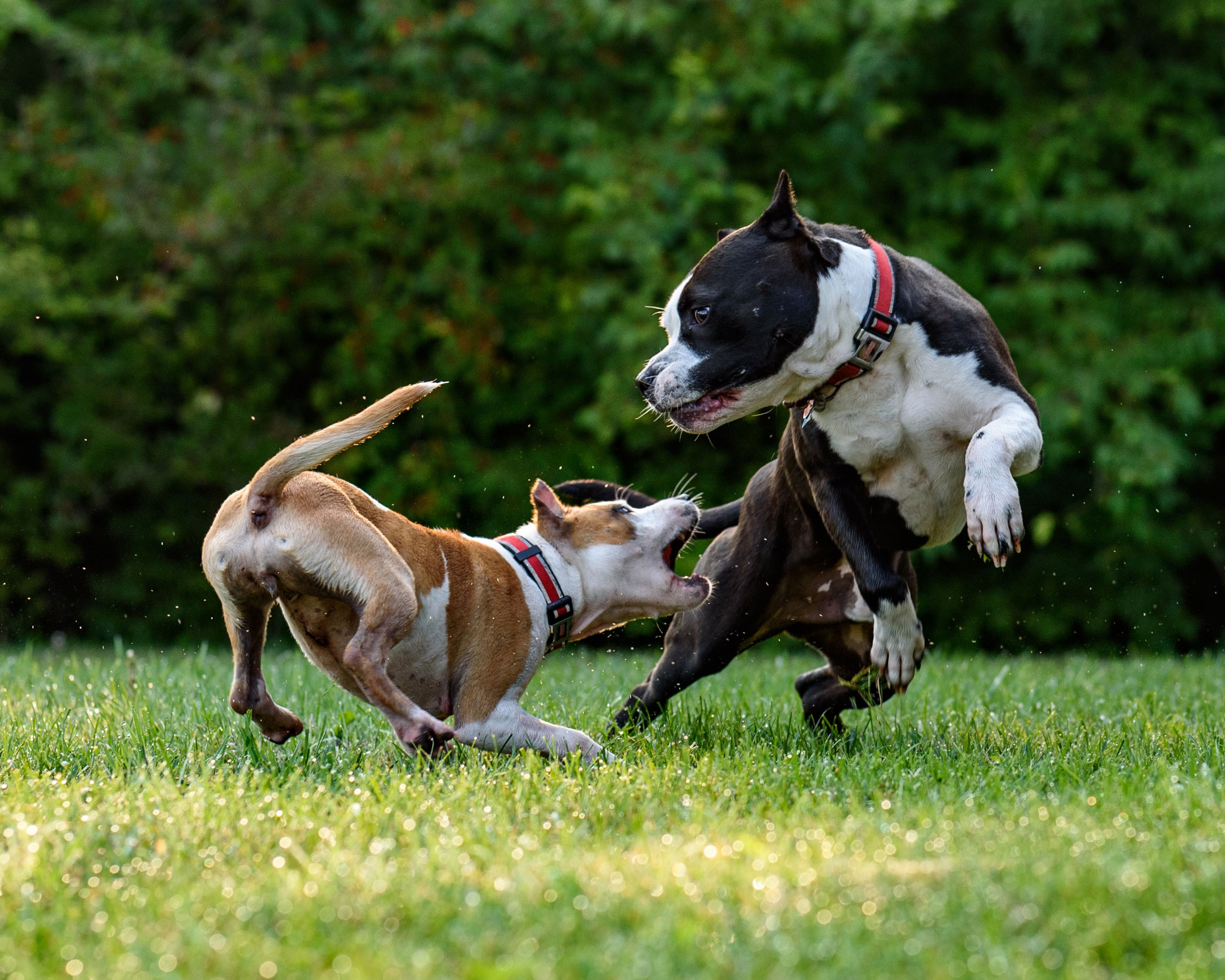 two dogs playing on the grass