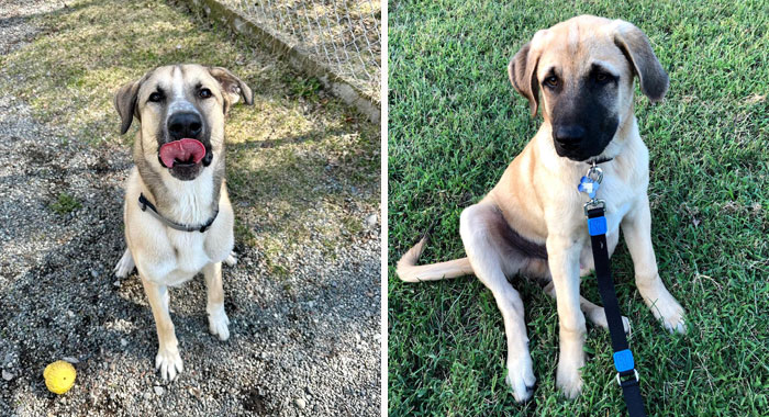 Anatolian Shepherd Dog Breed: Everything You Need To Know