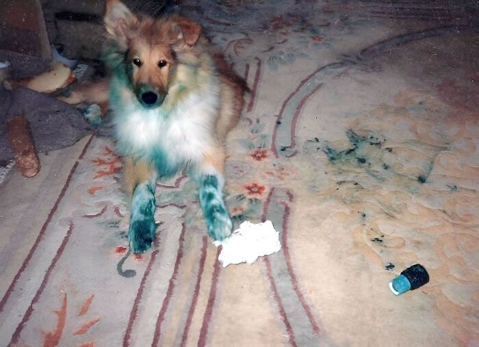 Meet Bonnie, Our 3-Month-Old Collie. During The Night She Discovered A Can Of Blue Paint With A Loose Lid