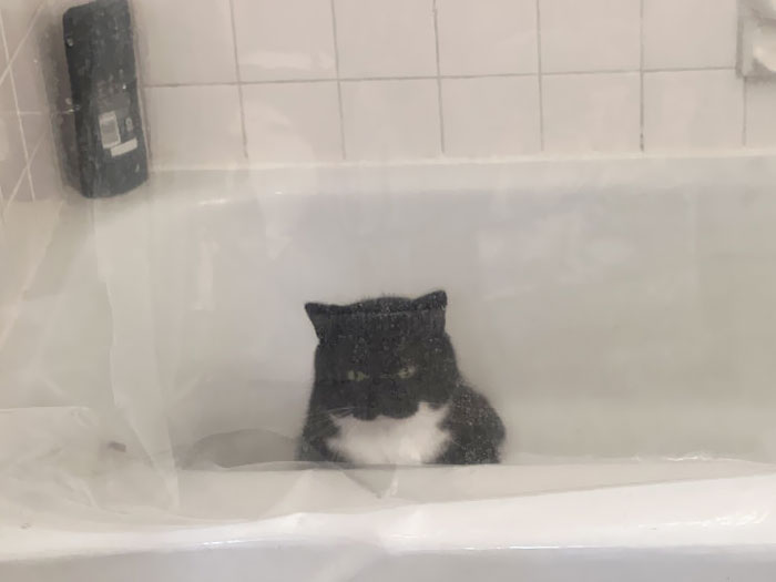 I Heard Pawing And Complaining, Turns Out He Got Himself Stuck In The Bath