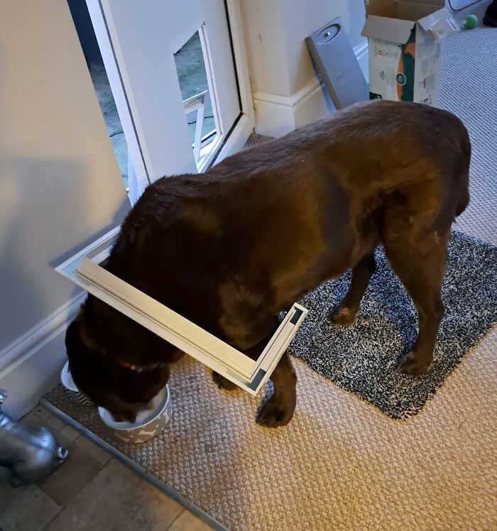 Intentó entrar por una puerta para perros más pequeños