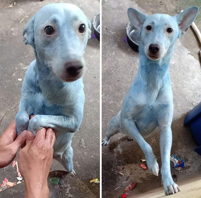 Owner Used The Wrong Shampoo. It Was Hair Dye