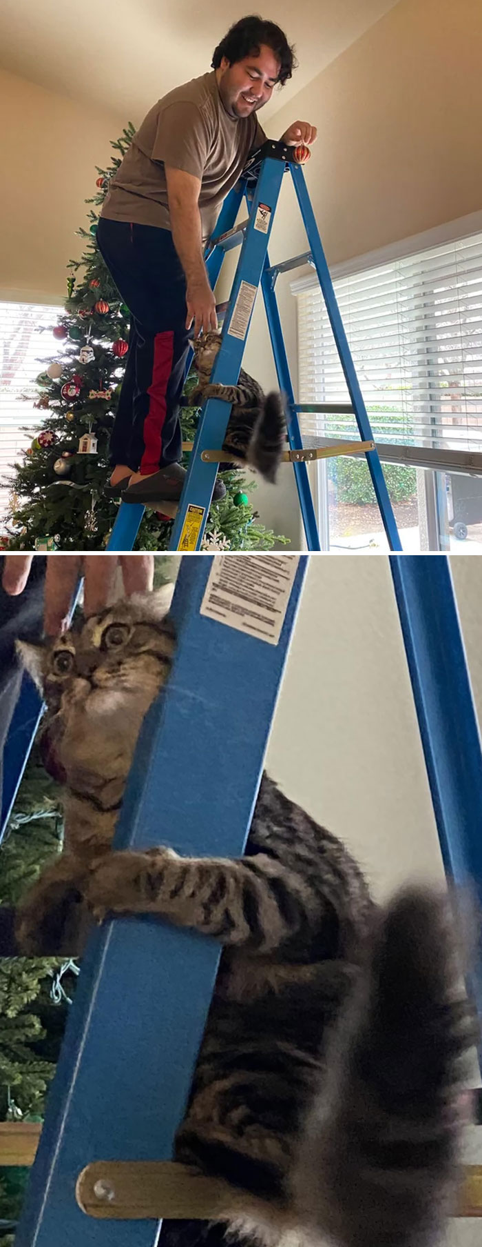 My Indoor Cat’s First Time Experiencing Heights. He Instantly Regretted It