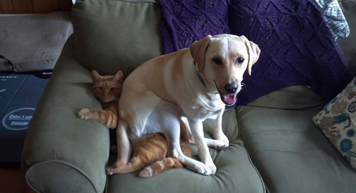 "I Think You're Sitting On The Cat." "What Cat?"