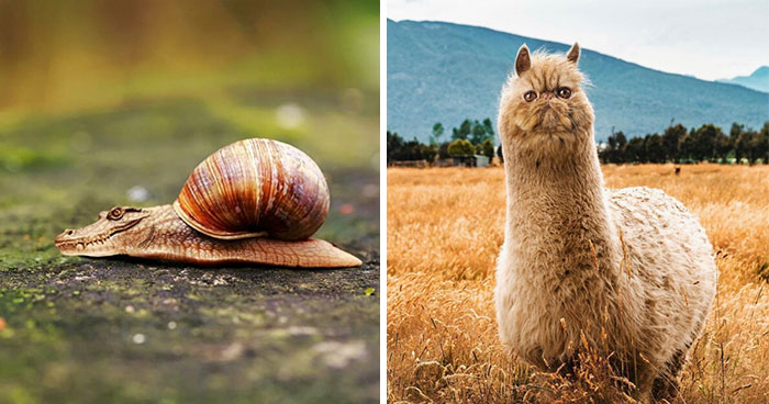 68 Imaginary Creatures That I Photoshopped By Fusing Two Existing Ones