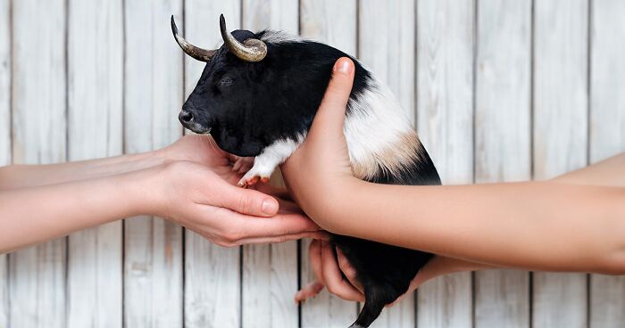 68 Imaginary Creatures That I Photoshopped By Fusing Two Existing Ones