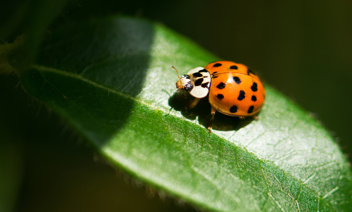 asian beetle on the green leaf
